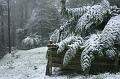 Snow on tree ferns, Sassafras IMG_7559
